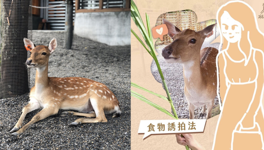 台灣奈良「斑比山丘」發布教戰守則 讓你學會與梅花鹿融洽相處 「4招」拍照秘訣學起來 與活潑小鹿合照不再是難題